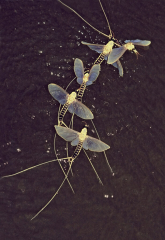 Tiszavirág Fotó: Molnár Gyula