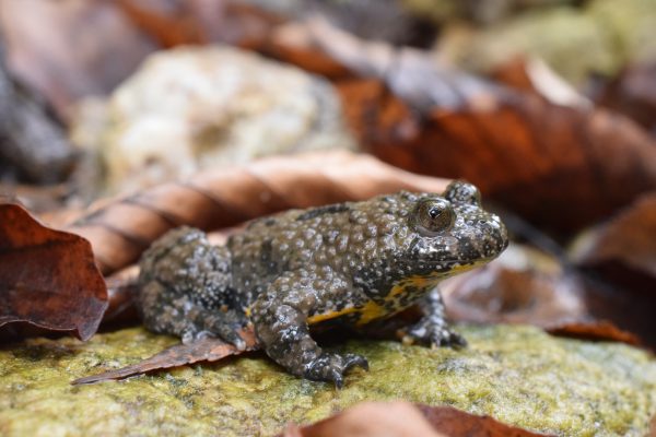 Eltűnőben a békák Magyarország tájairól