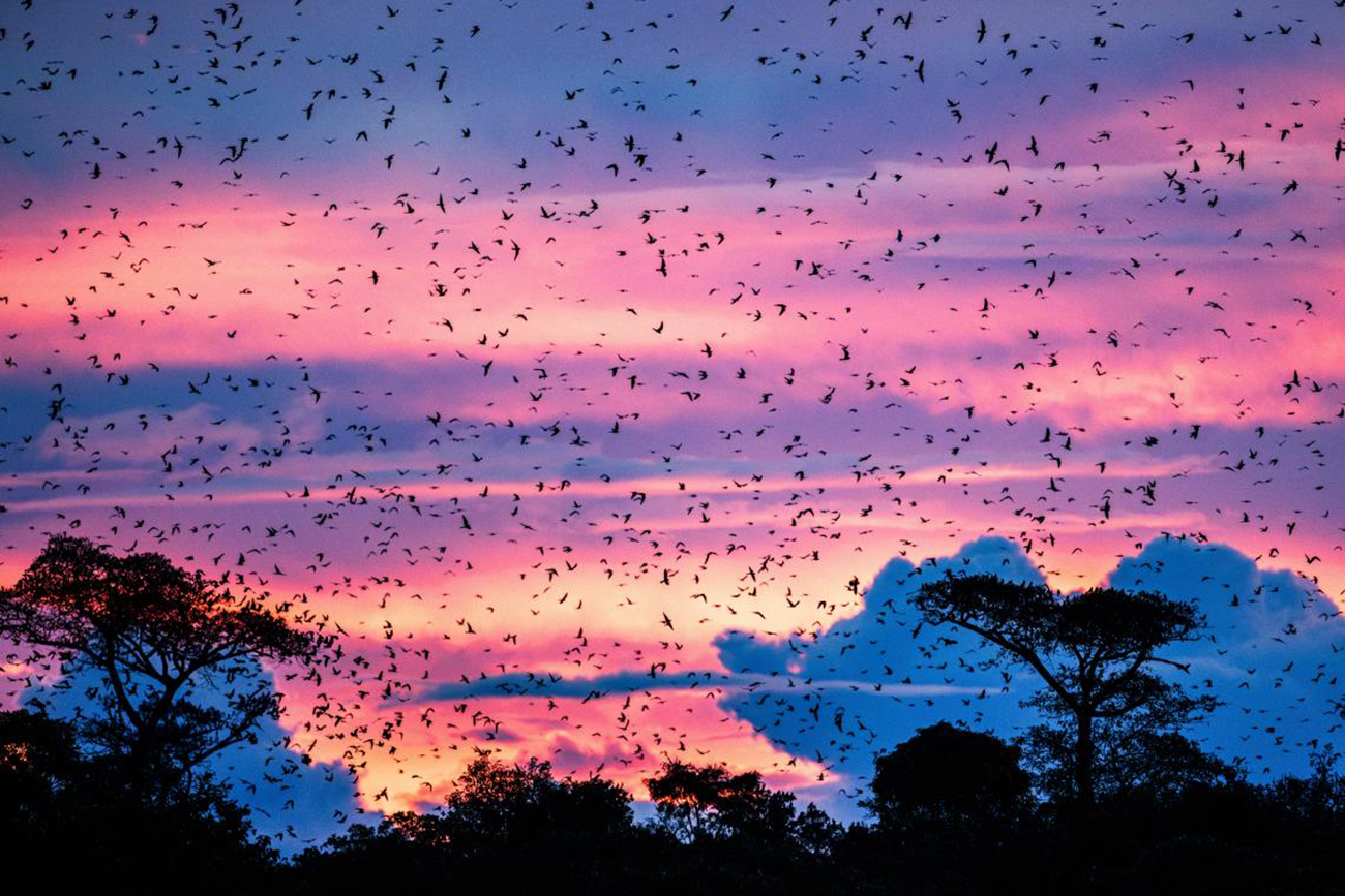 Kék vércsék az alkonyati égbolton Falcopolis Angola falcopolishu