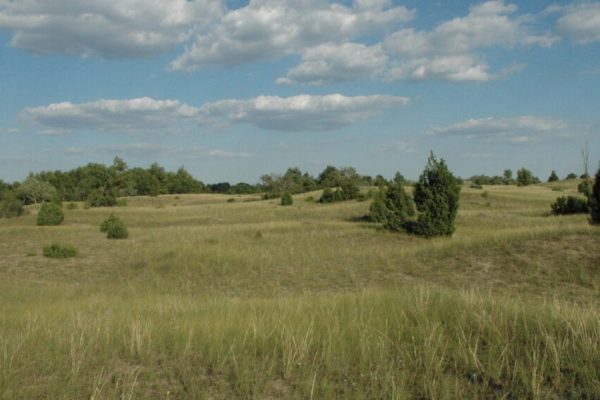 Kiszárad a Duna-Tisza közi homokhátság, veszélyben az őshonos növényzet