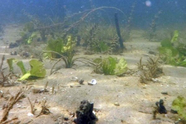 Másfélfok: Vészesen felgyorsult a Balaton vizének melegedése, turbulens változások jönnek az élővilágban