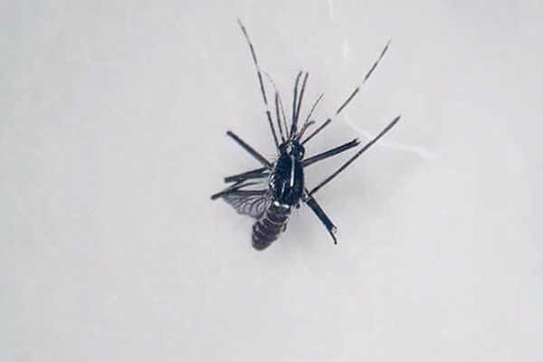 Szúnyogok és kullancsok: különösen veszélyesek a jövevényfajok