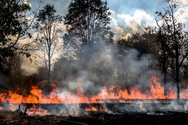 Száraz és lángoló nyár – Már 60 millió négyzetméternyi terület leégett