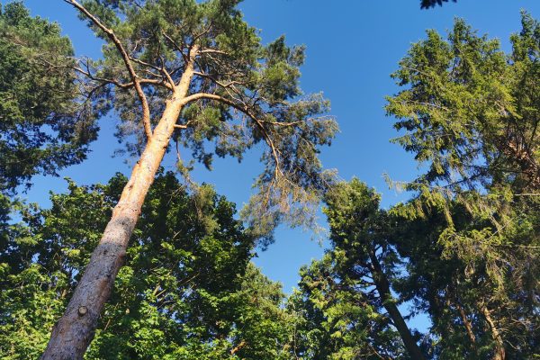 Szépalmapusztai Arborétum: lelki feltöltődés a Bakonyban