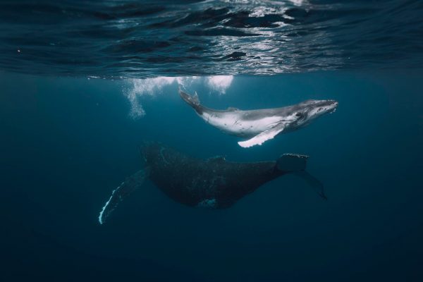 Így működik a leghatékonyabb klímavédelmi eszköz, a „bálnapumpa” Bálna
