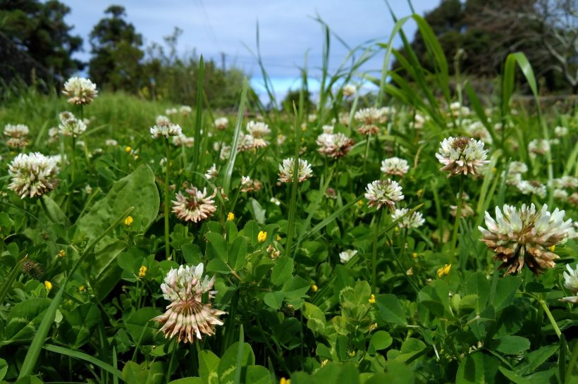 Hogyan legyünk természetvédők kiskerttulajdonosként?