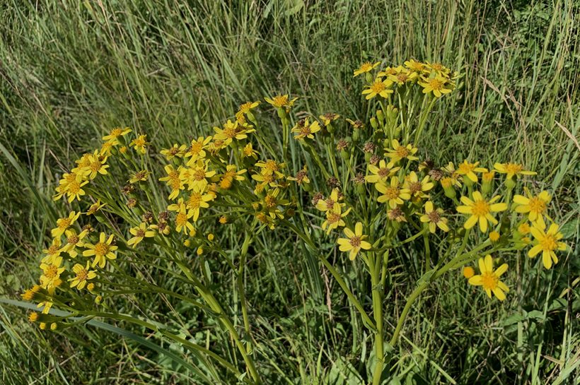Élőhelymentés a Csever-árok partján: víz, munka és kitartás