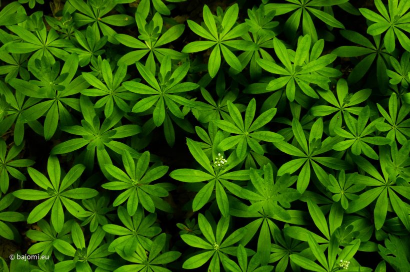 Európában is vannak őserdők