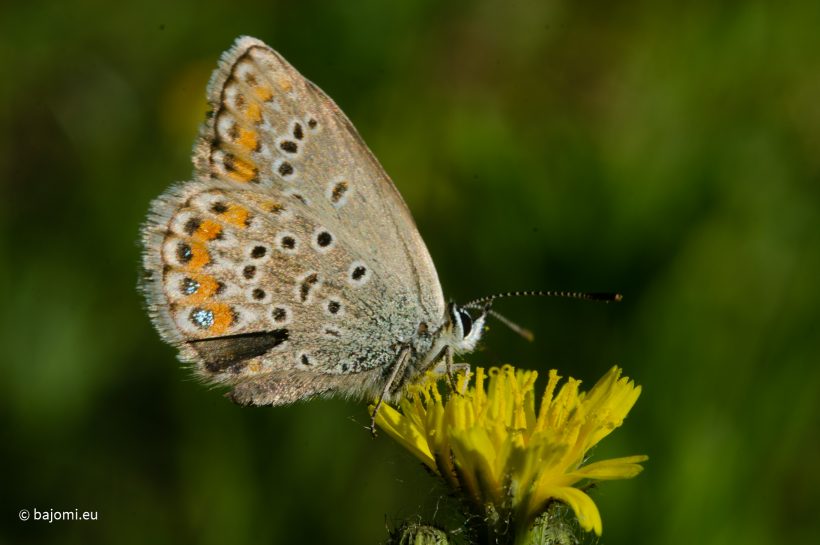 A beporzók láthatatlan munkája: mi tartja életben a szárazföldi ökológiai rendszereket?