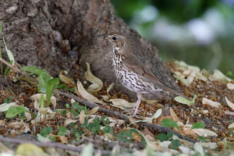 Miért az énekes rigó lett az év madara?