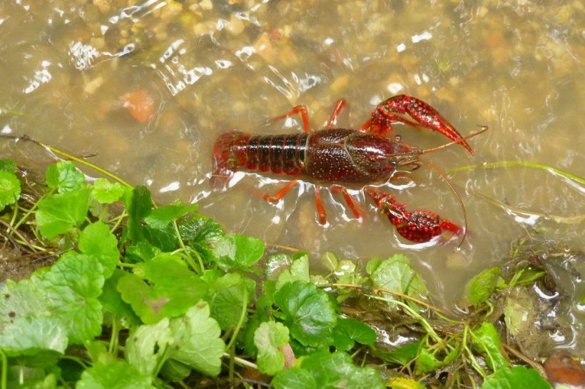 Zöld Hang podcast: Hogyan terjesztik vizimadaraink az invazív fajokat?