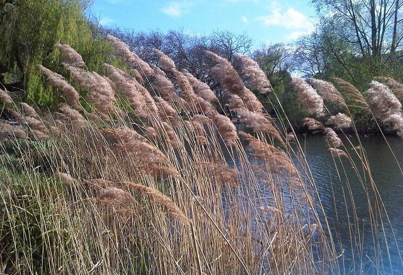 „Beton vagy nád?” – így fogy a víz és a természet a magyar tavaknál