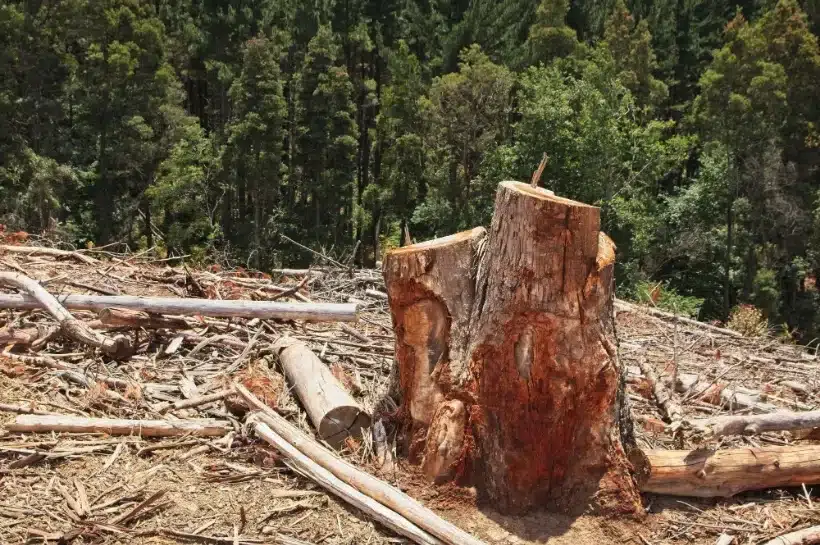 Ilyen lehetne a védett erdeink jövője – feladatlista a WWF-től