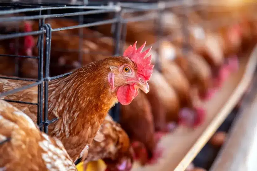 Kevesebb antibiotikum és környezetterhelés, kisebb járványkockázat: ezért számít az állatjólét