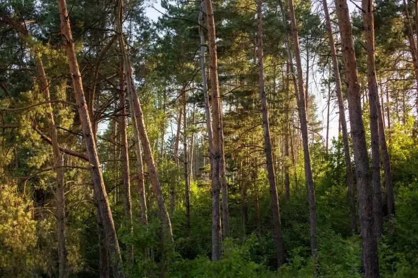 Nem elég több fát ültetni: a meglévő erdőket kell megmenteni a kiszáradástól